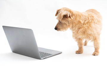 Norfolk Terrier dog looking at laptop compter against white background