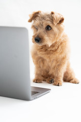 ラップトップパソコンとノーフォークテリア犬