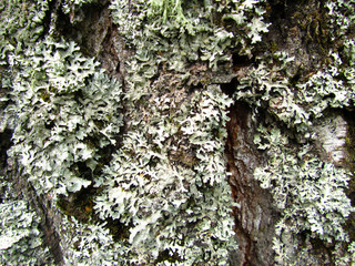 Texture of pine with lichen. Natural pattern background. Moss close up. Floral ornament.