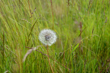 white fluffy dandelion in green grass