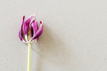 Overblown tulip on paper background.