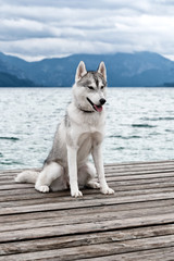 A young grey and white Siberian husky female dog is sitting on a brown wooden pier. She has brown eyes. Water in the lake is calm, the sky is cloudy. There are the Alps mountains in the background.