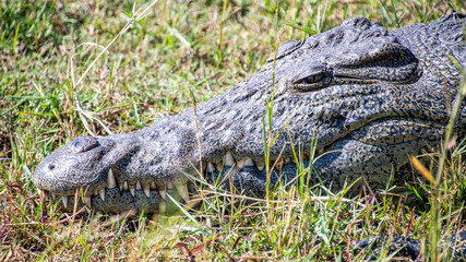 Crocodile Chobe