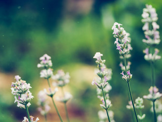 Beautiful white Lavender blooming in green meadow