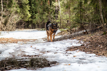 Dog German Shepherd in the forest in an early spring