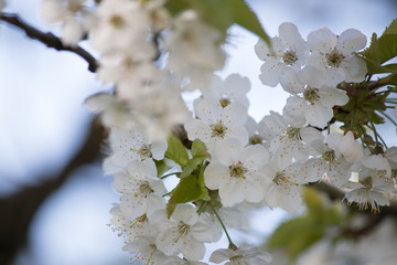 Fiori, blüten, blumen