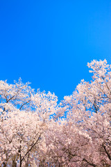 サクラと青空