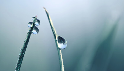 Transparent drops of water dew on grass close up.Natural background with copy space.