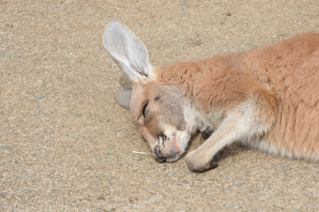眠るカンガルー