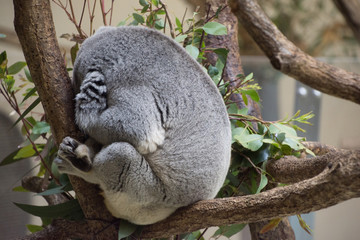眠るコアラ