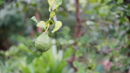 Lime tree in the garden