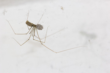 The egg spiders