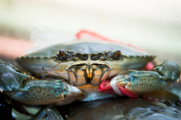 Sea crabs lay eggs