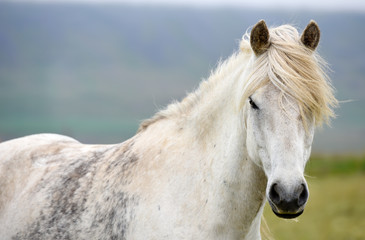 Obraz premium Icelandic horses. The Icelandic horse is a breed of horse developed in Iceland
