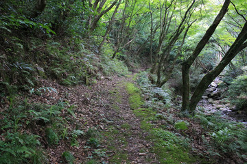 愛媛県大洲市　白滝公園　貫洞の滝への道