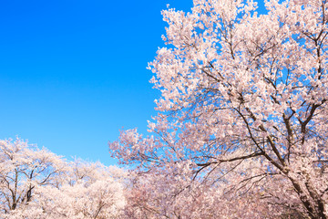 サクラと青空