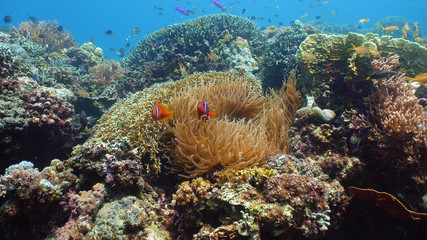 Naklejka na ściany i meble Clown fish and sea anemone, natural symbiosis. Coral reef with fishes. Hard and soft corals underwater landscape
