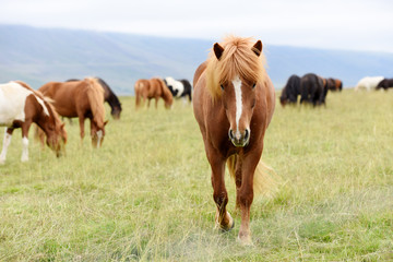 Fototapeta premium Icelandic horses. The Icelandic horse is a breed of horse developed in Iceland