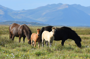 Icelandic horses. The Icelandic horse is a breed of horse developed in Iceland