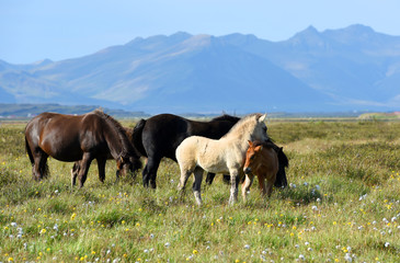 Obraz premium Icelandic horses. The Icelandic horse is a breed of horse developed in Iceland