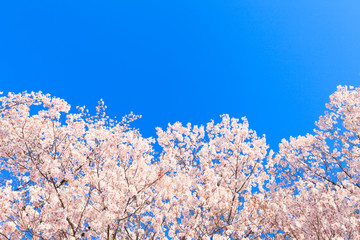 サクラと青空
