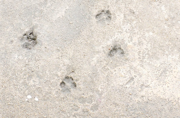 grey concrete wall and floor with animal footprint background rough surface.