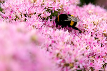 Bumblebee collects nectar for honey from bright pink flowers.
