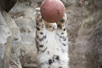 ボール遊びする雪豹