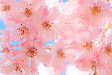 サクラの花