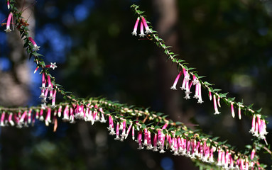 Pink flowers of the common heath Epacris