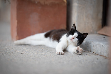 Mallorca 2019: tired black and white domestic cat stretching lying on side in front of entrance door of a spanish house in Port de Sóller, majorca