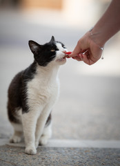 Mallorca 2019: crious black and white cat getting fed with a treat looking up by tourist in Port de Sóller, Majorca