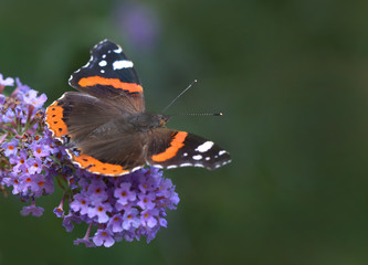 Admiral(Vanessa atalanta) auf Blüte
