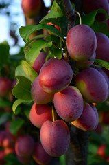 ripening yellow-pink plums on a tree branch