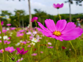 flowers in the garden