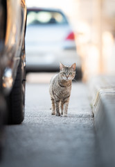 Mallorca 2019: curious stray cat on the street next to a parking car looking at camera in Santa...