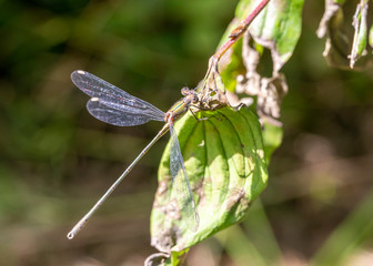 Glänzende Binsenjungfer