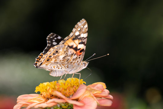 Painted Lady or Cosmopolitan butterfly - Vanessa cardui - resting on a blossom