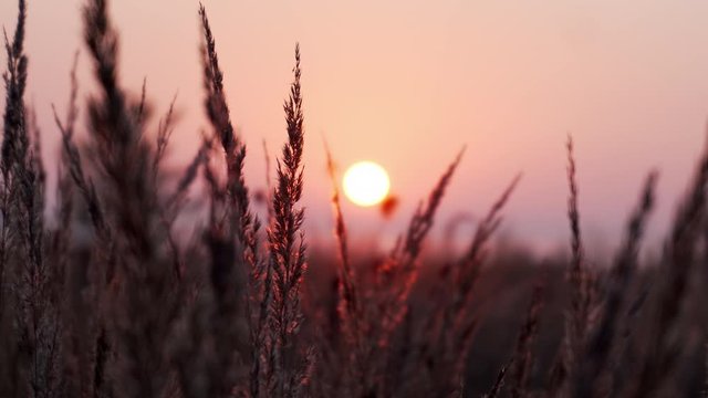 Detail of grass lines with leaves in the field while morning sunrise with purple, pink and orange sky