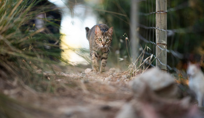 Mallorca 2019: tabby stray cat with ear notch walking towards camera next to a fence at the forest of Cala Gat, Majorca looking straight ahead