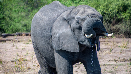 Fototapeta premium Elephant drinking Chobe