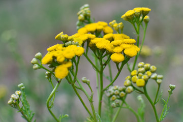 Tansy medicinal plant with small yellow flowers growing in the field