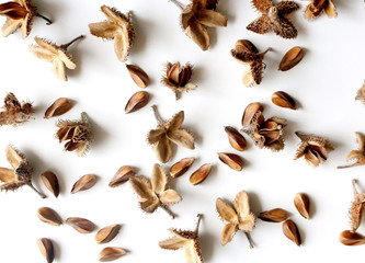 Obraz premium Jesienny układ botaniczny. Skład z orzechów bukowych na tle biały stół. Jesienna koncepcja dekoracyjna, płaski układ.