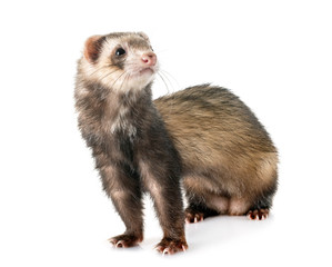 Fototapeta premium brown ferret in studio