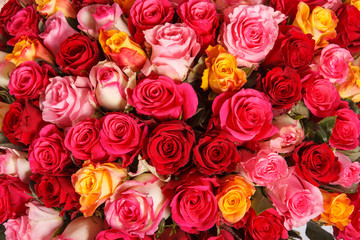 Pink and red rose flowers bouquet. Colorful romantic decoration of assorted roses. Nature floral background