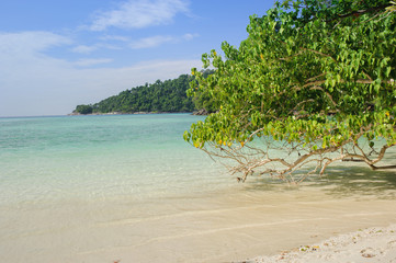 tropical beach and big tree at Mai Ngam Beach mu ko surin national park attractive at chumphon province in thailand