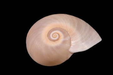 Single sea shell of marine snail isolated on black background, close up