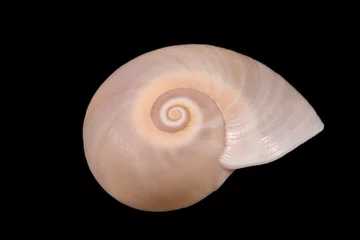 Poster Single sea shell of marine snail isolated on black background, close up © mychadre77