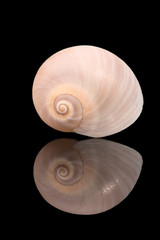 Single sea shell of marine snail isolated on black background, mirror reflection