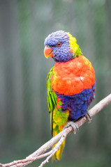 oiseau Loris